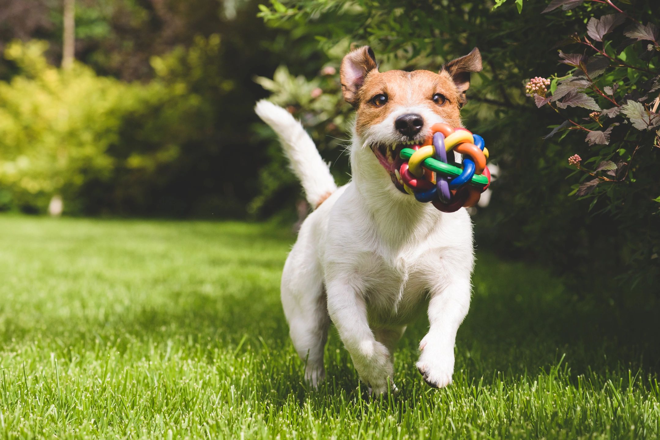 Dog playing