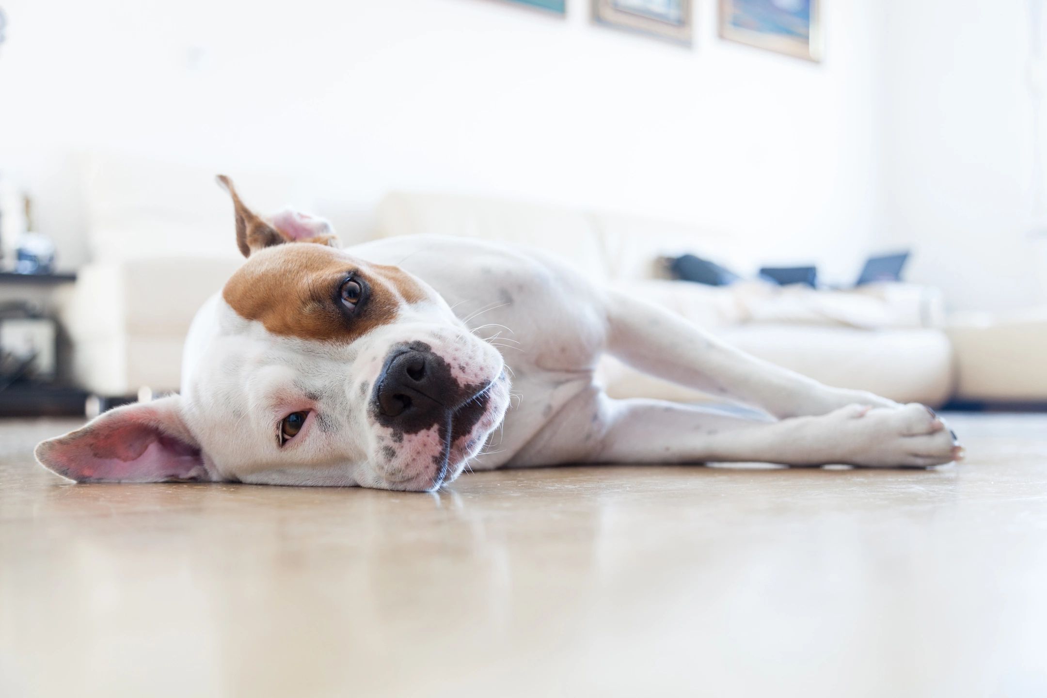 Dog laying down